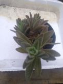 Aelanthus parvifolium