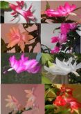 5 flores de Maio - 5 cores