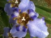 Iris caerulea