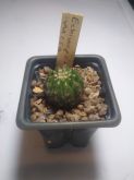 Echinopsis mesa