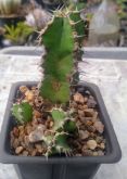 Euphorbia poliacantha