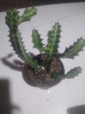 Euphorbia lactea 20 cm