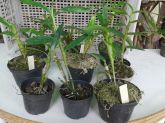 10 mudas de Dendrobium nobile - cores sortidas