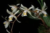 8 orquídeas adultas por 50,00