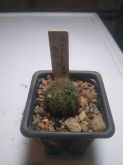 Echinopsis 02