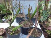 Euphorbia enterephora