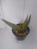 Aloe sp I