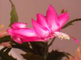 Sclumbergera truncata  bicolor pink x branca