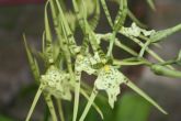 Brassia Verrucosa