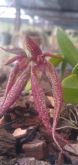 Bulbophyllum Emily Siegerist