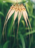 Bulbophyllum louis sander
