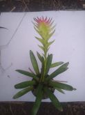 Vriesea erythrodactylon cultivar menor