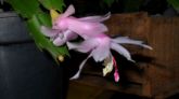 Schlumbergera truncata suave (flor-de-maio)