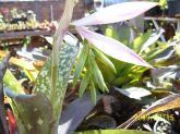 BiIlbergia distachia var maculata