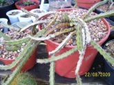 Euphorbia saxorum