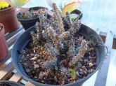 Stapelianthus decary