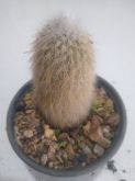 Cleistocactus straussi
