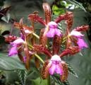 Cattleya leopoldi