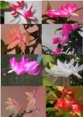 20 Sclumbergera truncata - Flor de Maio 10 cores diferentese