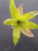 Calisia fragrans variegata