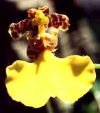 Oncidum bifolium