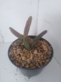 Echidinopsis cereisformis