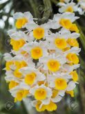 Dendrobium Thyirsiflorum