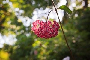 Hoya carnosa vermelha