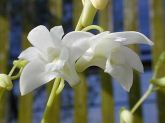 Dendrobium kingianum albo