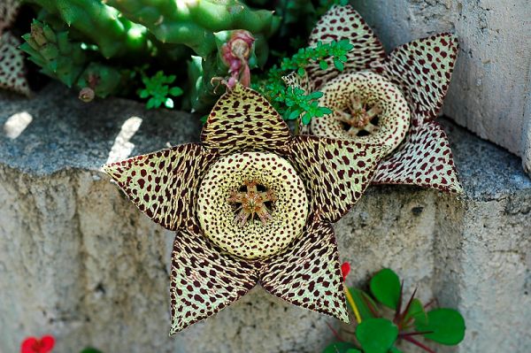 Orbea variegata