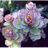 Kalanchoe laxiflora