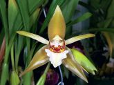 Coelogyne lawrenciana