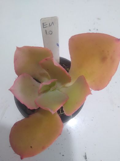 Echeveria gigante muda M10