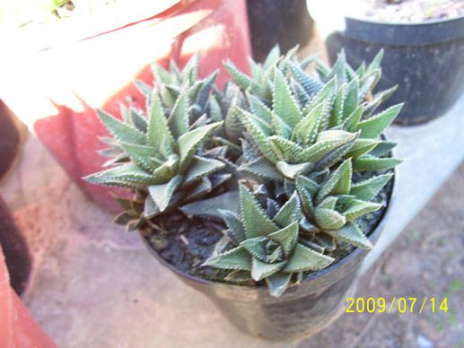 Haworthia cassita