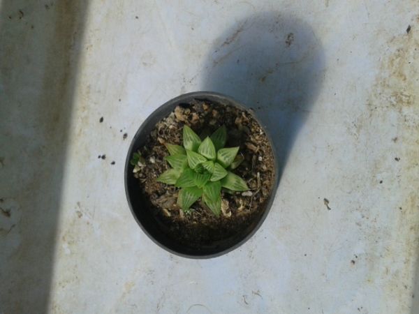 Haworthia turgida