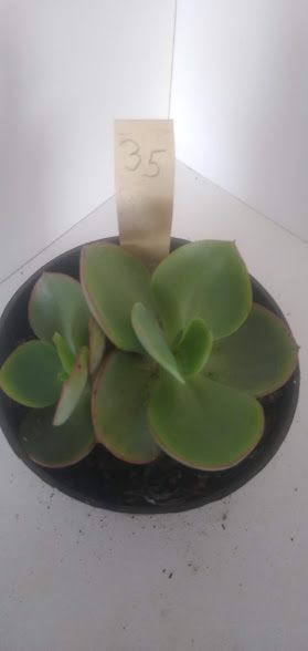 Echeveria gigante 35