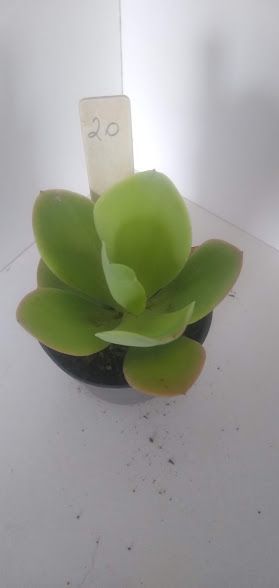 Echeveria Gigante Muda 20