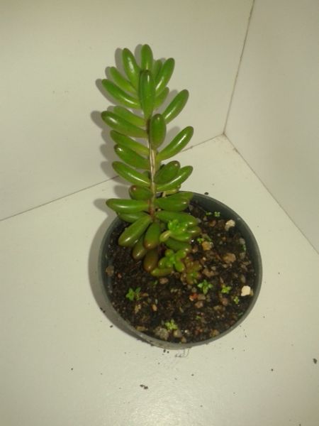 Sedum rubroticum