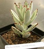 Kalanchoe tomentosa