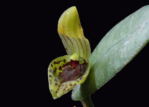 Pleurothallis saundersiana