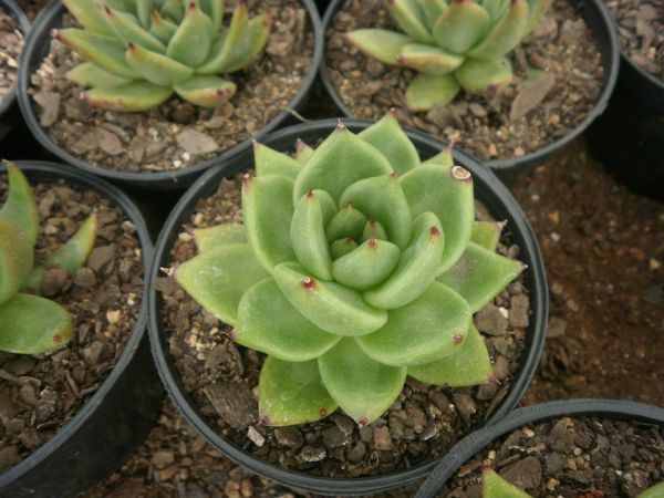 Echeveria agavoides