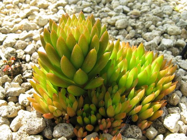 Orostachys japonicus