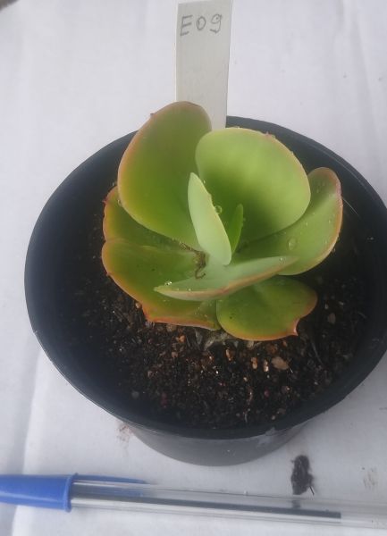 Echeveria gigante muda 09