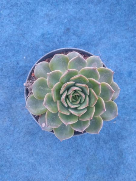 Echeveria greem rose