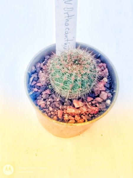 Notocactus orthacanthus