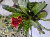 Aechmea orlandina