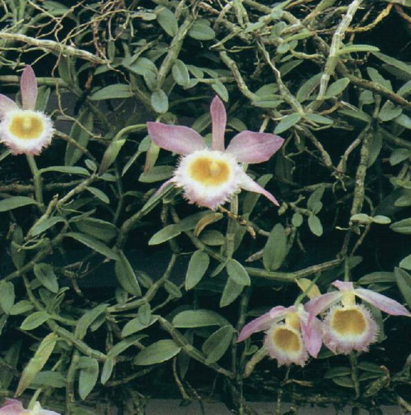 Dendrobium lodigesi