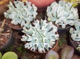 Echeveria runyonii