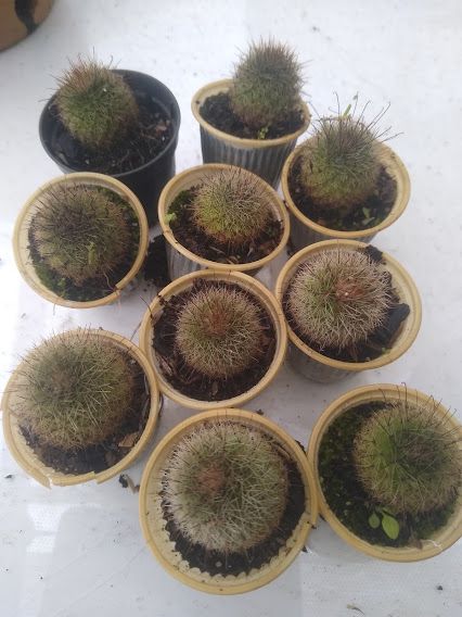 Kit 10 mudas de Mammillaria Backebergiana