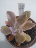 Echeveria gigante muda M7